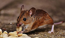 24 Hour & Emergency Exterminators in Round Hill, VA